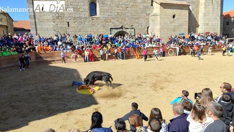 Capea con añojos de Andrés Celestino García para comenzar las fiestas del Noveno / CORRAL