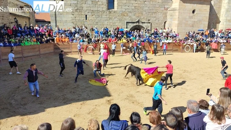 Capea con añojos de Andrés Celestino García para comenzar las fiestas del Noveno / CORRAL