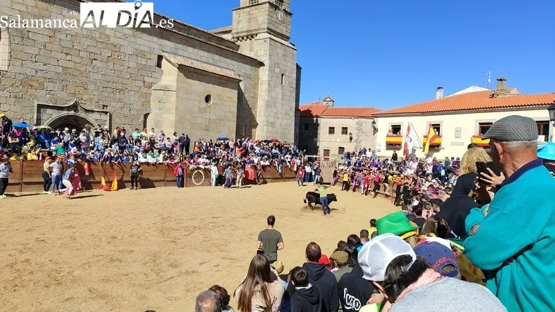 Capea con añojos de Andrés Celestino García para comenzar las fiestas del Noveno / CORRAL