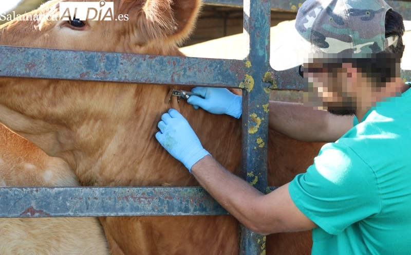 Acusan al sindicato Sivecal-Uscal de veterinarios de excederse en sus atribuciones / CORRAL