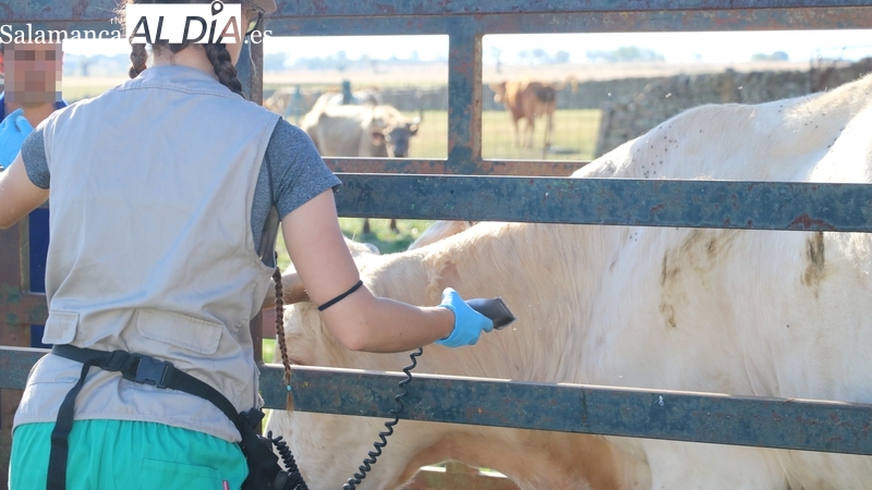 El Gobierno limita el movimiento del ganado bovino en Castilla y León para evitar poner en riesgo el nivel sanitario de la cabaña ganadera