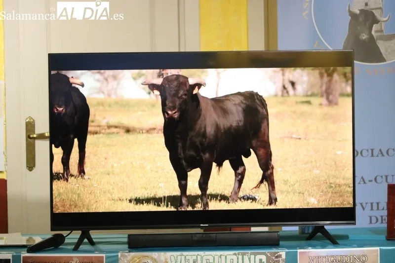 Presentación de los festejos taurinos del Corpus de Vitigudino 2023 / CORRAL