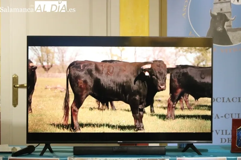Presentación de los festejos taurinos del Corpus de Vitigudino 2023 / CORRAL