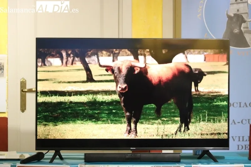 Presentación de los festejos taurinos del Corpus de Vitigudino 2023 / CORRAL