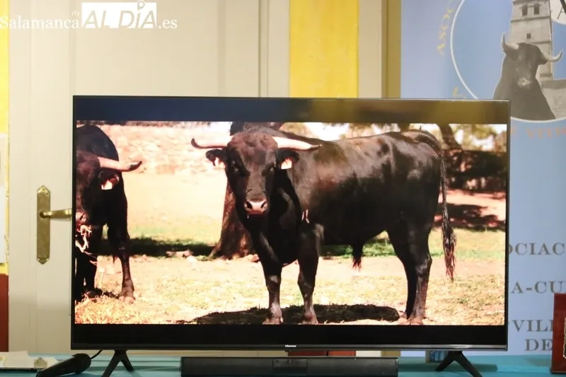Presentación de los festejos taurinos del Corpus de Vitigudino 2023 / CORRAL
