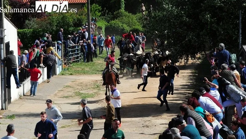 Foto 10 - At&iacute;pico encierro a caballo con "la fuga" de un novillo en las fiestas de El Noveno de San Felices de los Gallegos