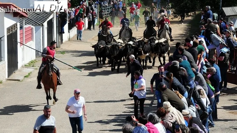 Foto 9 - At&iacute;pico encierro a caballo con "la fuga" de un novillo en las fiestas de El Noveno de San Felices de los Gallegos