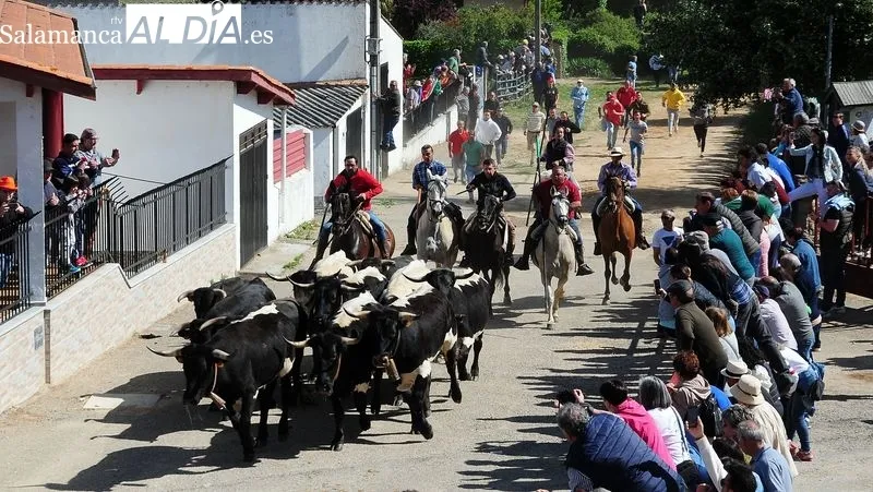 Foto 8 - At&iacute;pico encierro a caballo con "la fuga" de un novillo en las fiestas de El Noveno de San Felices de los Gallegos