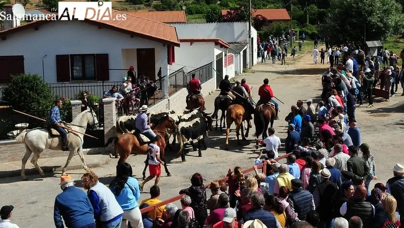Foto 5 - At&iacute;pico encierro a caballo con "la fuga" de un novillo en las fiestas de El Noveno de San Felices de los Gallegos