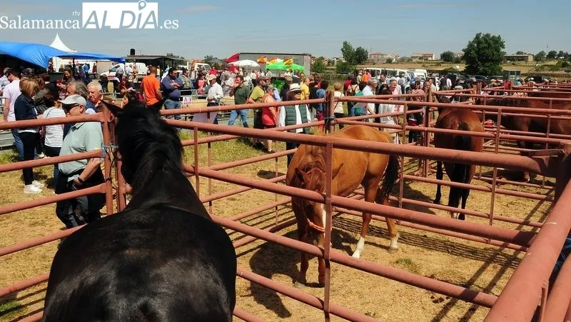 Foto 4 - Gran ambiente, mucho p&uacute;blico y poco ganado bovino en la feria de San Isidro de Lumbrales