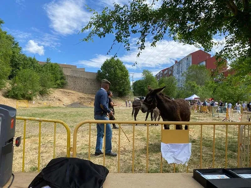 Foto 3 - Baja presencia de animales en el Tradicional Marcado de Ganado de B&eacute;jar