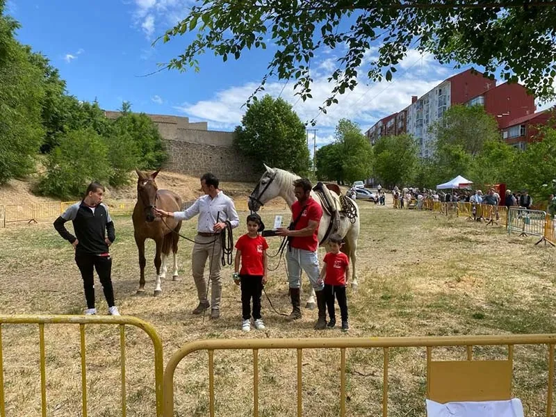 Foto 4 - Baja presencia de animales en el Tradicional Marcado de Ganado de B&eacute;jar