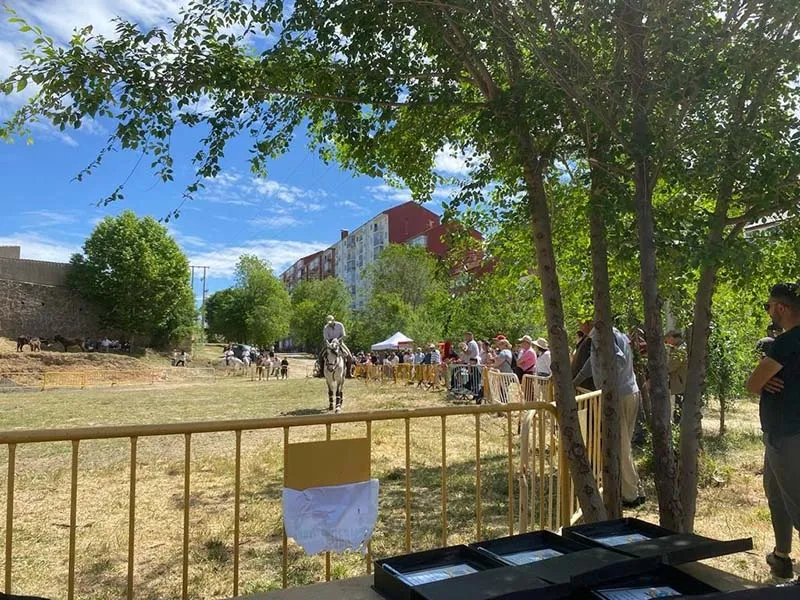Foto 2 - Baja presencia de animales en el Tradicional Marcado de Ganado de B&eacute;jar