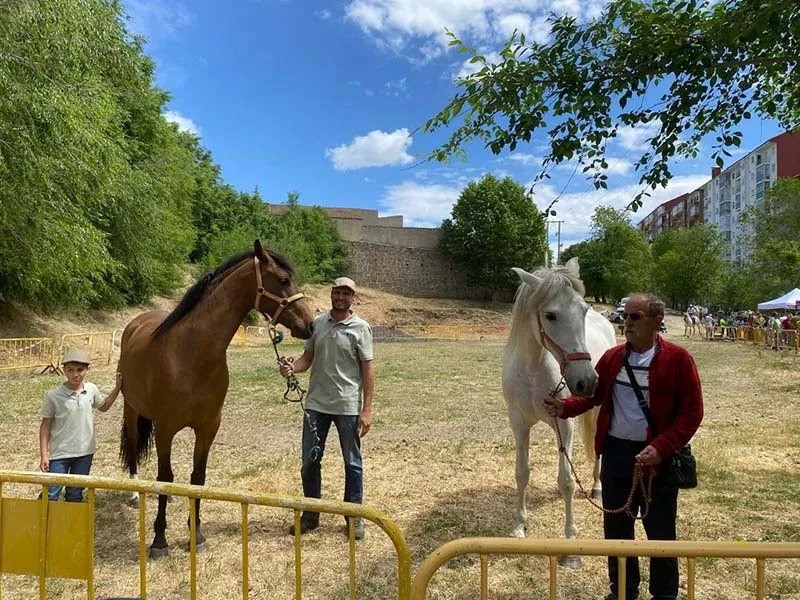 Foto 5 - Baja presencia de animales en el Tradicional Marcado de Ganado de B&eacute;jar