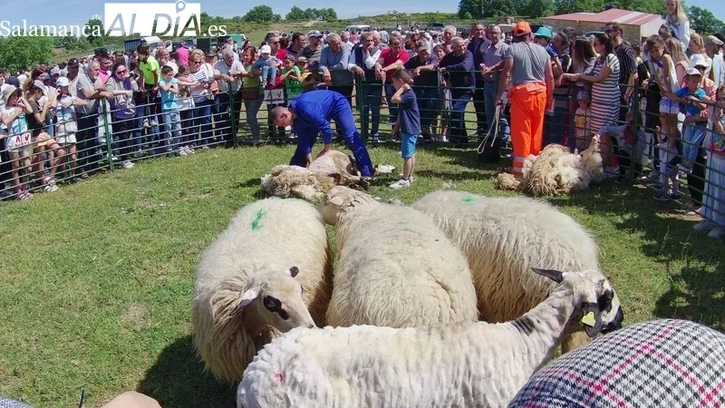Feria ganadera de San Felipe en Barruecopardo / CORRAL