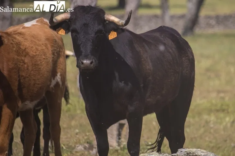 Vacas de Galache para la capea nocturna del 23 al 24 de junio en Bogajo / DANIEL ROMÁN 