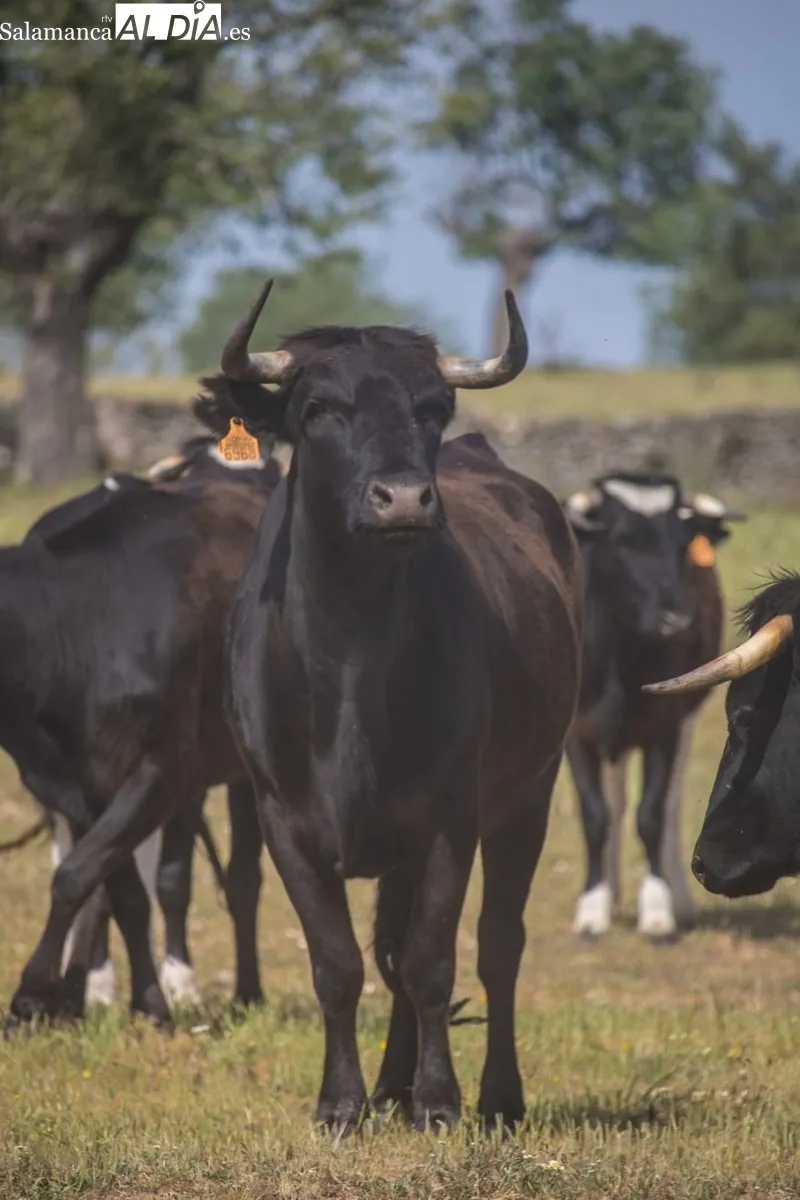 Vacas de Galache para la capea nocturna del 23 al 24 de junio en Bogajo / DANIEL ROMÁN 