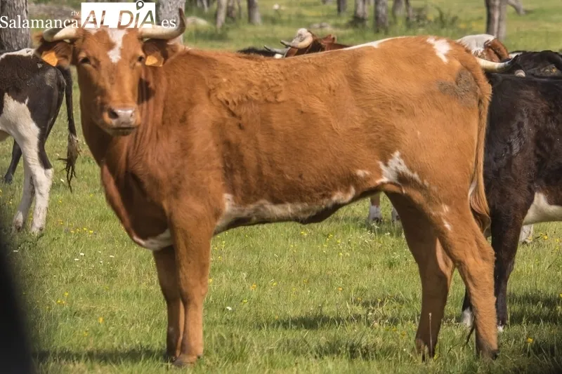 Vacas de Galache para la capea nocturna del 23 al 24 de junio en Bogajo / DANIEL ROMÁN 