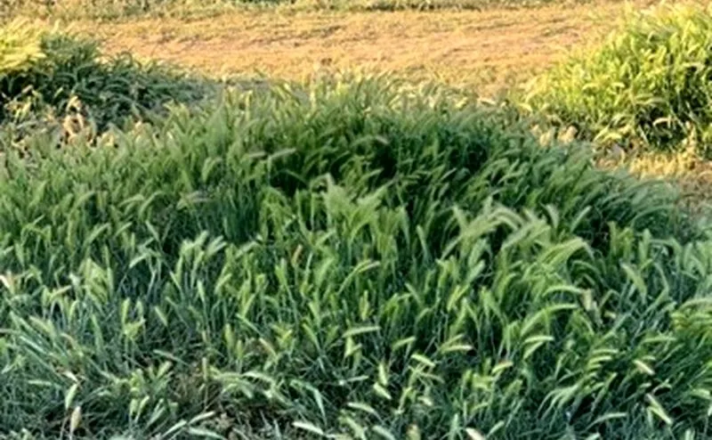 Proliferación de hierbas en el parque El Baldío 