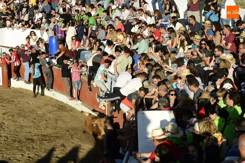 Foto 10 - Espectacular lleno en las primeras citas taurinas de las fiestas de Saelices