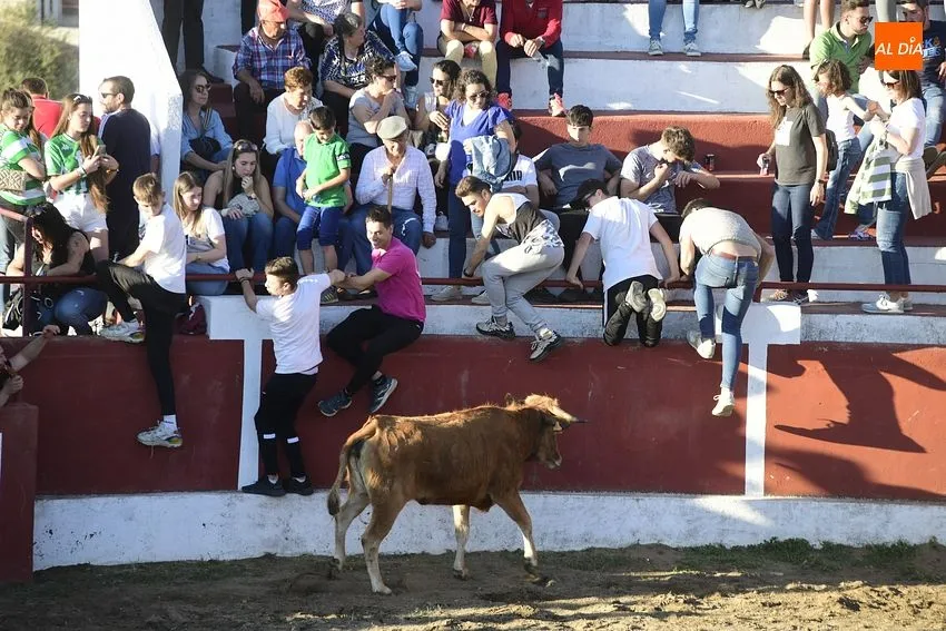 Foto 9 - Espectacular lleno en las primeras citas taurinas de las fiestas de Saelices