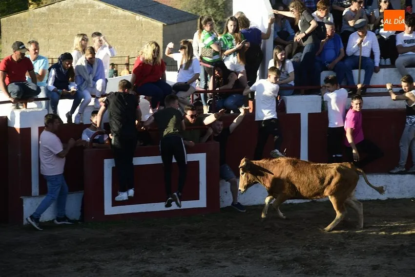 Foto 6 - Espectacular lleno en las primeras citas taurinas de las fiestas de Saelices