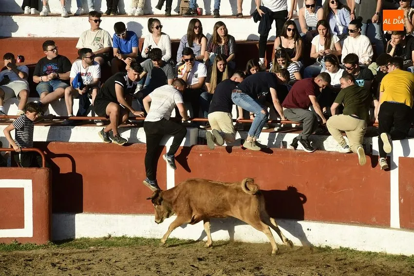Foto 4 - Espectacular lleno en las primeras citas taurinas de las fiestas de Saelices
