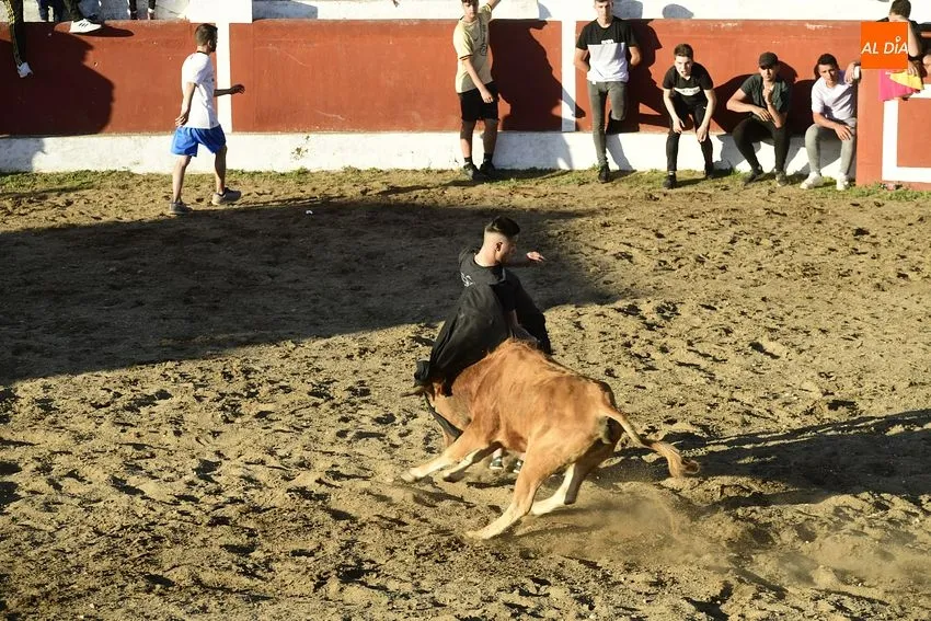 Foto 3 - Espectacular lleno en las primeras citas taurinas de las fiestas de Saelices