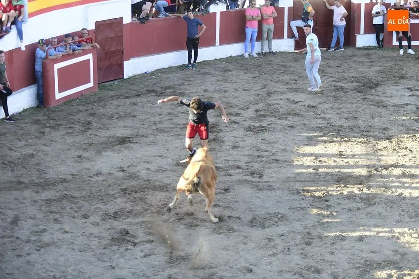 Foto 2 - Espectacular lleno en las primeras citas taurinas de las fiestas de Saelices