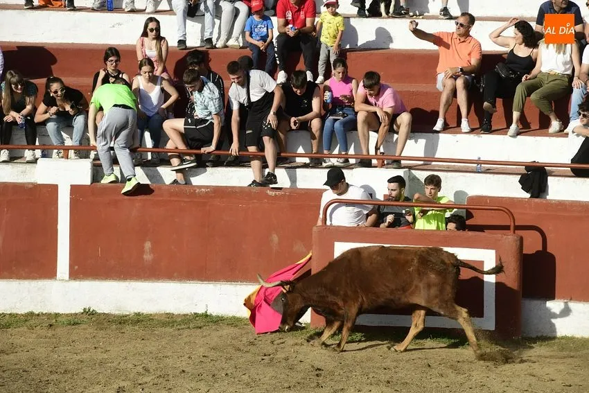 Foto 3 - El cansancio festivo se deja notar en la segunda capea de Saelices