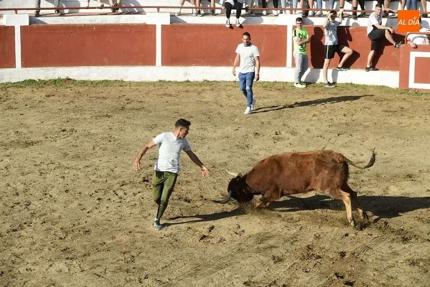 Foto 9 - El cansancio festivo se deja notar en la segunda capea de Saelices