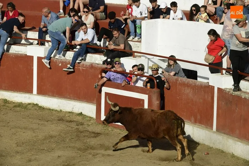 Foto 8 - El cansancio festivo se deja notar en la segunda capea de Saelices