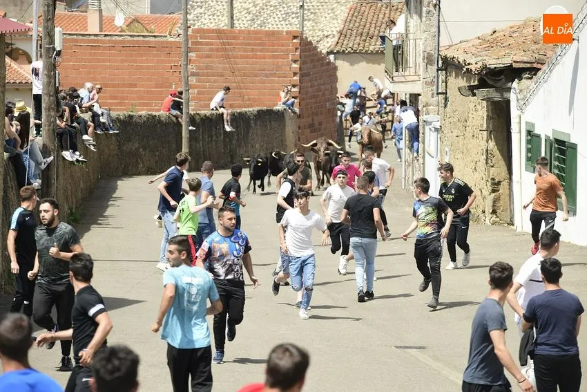 Foto 2 - Entretenido encierro matinal en El Bod&oacute;n con la participaci&oacute;n de m&uacute;ltiples j&oacute;venes