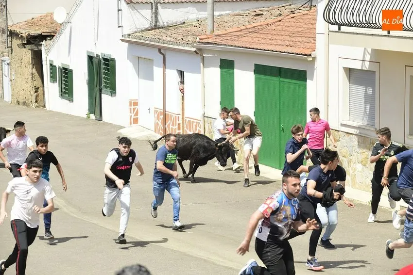 Foto 10 - Entretenido encierro matinal en El Bod&oacute;n con la participaci&oacute;n de m&uacute;ltiples j&oacute;venes