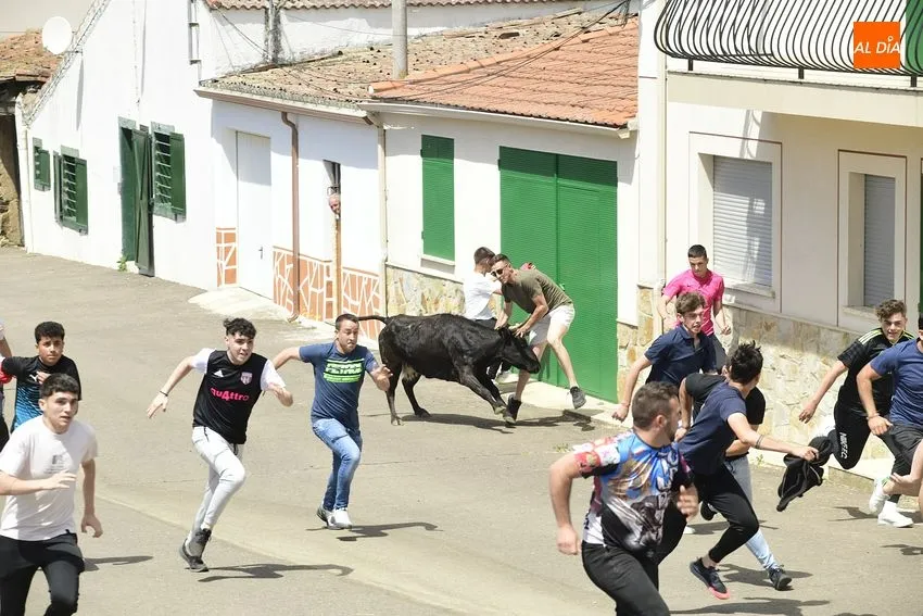 Foto 11 - Entretenido encierro matinal en El Bod&oacute;n con la participaci&oacute;n de m&uacute;ltiples j&oacute;venes