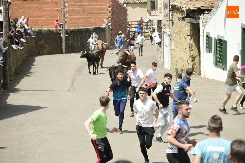 Foto 5 - Entretenido encierro matinal en El Bod&oacute;n con la participaci&oacute;n de m&uacute;ltiples j&oacute;venes