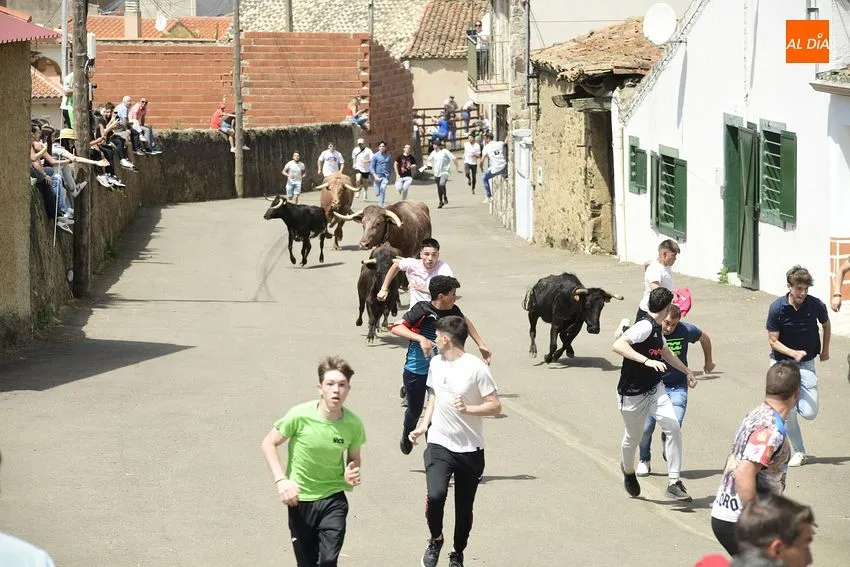 Foto 6 - Entretenido encierro matinal en El Bod&oacute;n con la participaci&oacute;n de m&uacute;ltiples j&oacute;venes