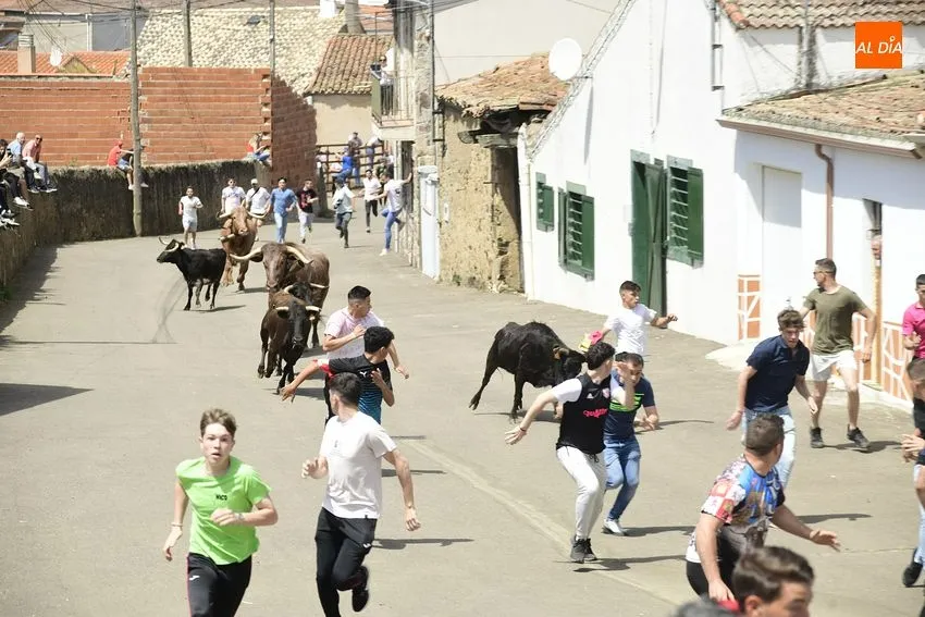Foto 7 - Entretenido encierro matinal en El Bod&oacute;n con la participaci&oacute;n de m&uacute;ltiples j&oacute;venes