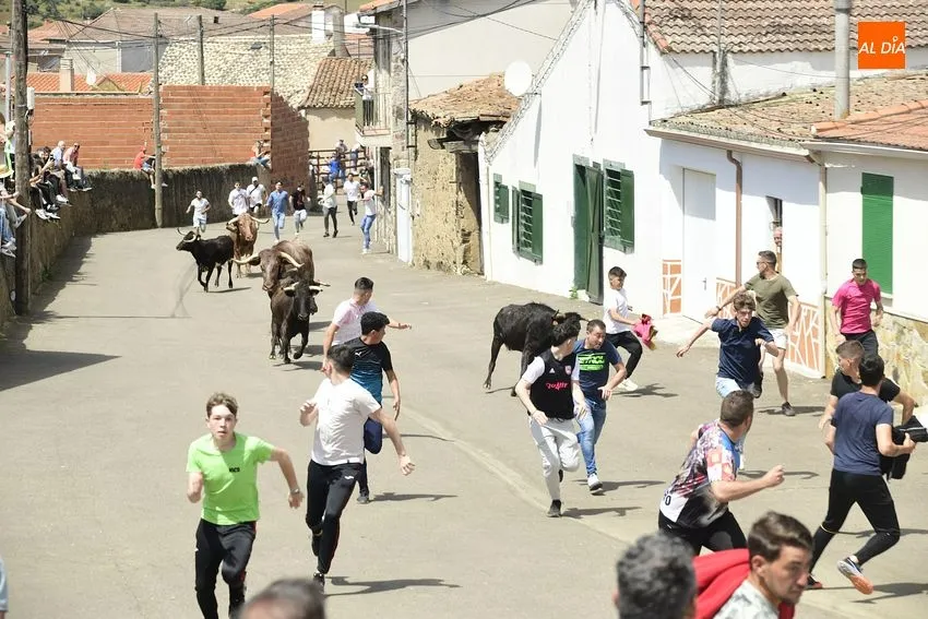 Foto 8 - Entretenido encierro matinal en El Bod&oacute;n con la participaci&oacute;n de m&uacute;ltiples j&oacute;venes