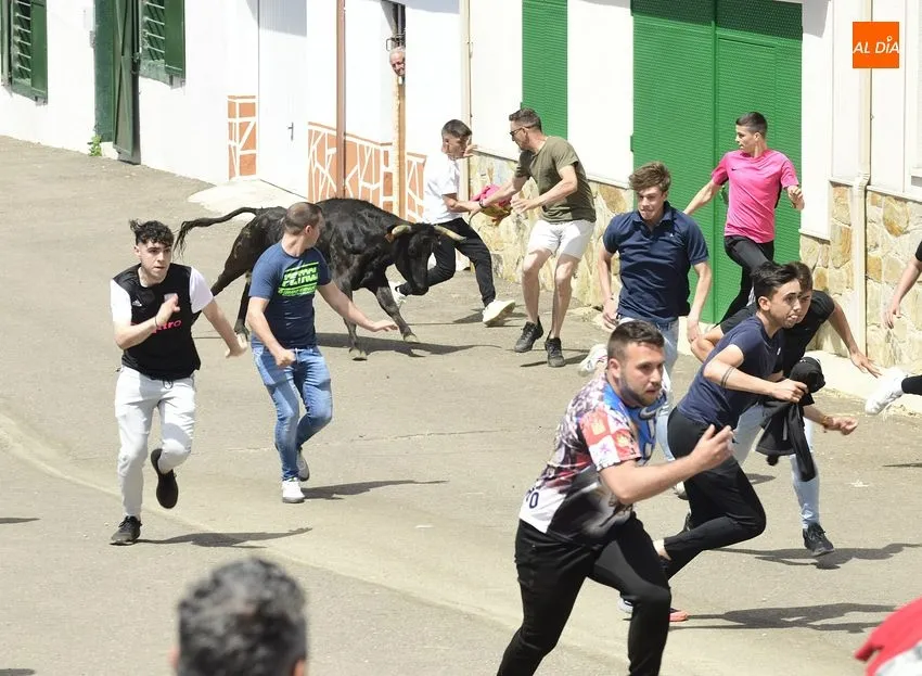 Foto 9 - Entretenido encierro matinal en El Bod&oacute;n con la participaci&oacute;n de m&uacute;ltiples j&oacute;venes