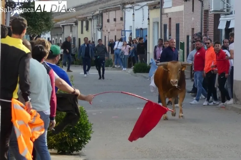 Tarazona de la Guareña vivía su I Toro de Cajón