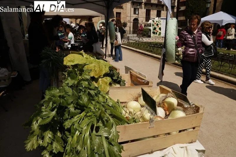 Mercado de las Flores en Salamanca. Foto de David Sañudo