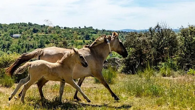 Caballos garranos en el Valle del Côa | Rewilding Portugal