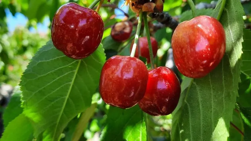 Foto 9 - Alf&acirc;ndega da F&eacute;: agroturismo a trav&eacute;s de la cereza