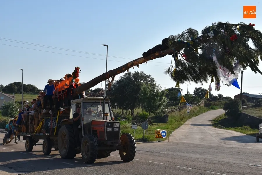 Foto 10 - Robledanos de todas las edades acompa&ntilde;an a los Kintos 2023 en el izado del pino