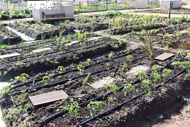 Los Huertos Urbanos, pulmón verde de Salamanca | FOTOS: Vanesa Martins 