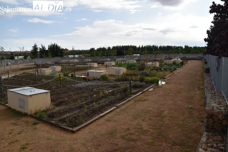 Los Huertos Urbanos, pulmón verde de Salamanca | FOTOS: Vanesa Martins 