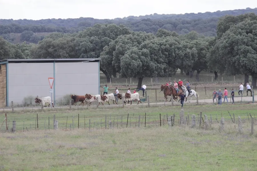 Foto 2 - Un r&aacute;pido y limpio encierro a caballo da paso a una entretenida capea en Campillo de Azaba
