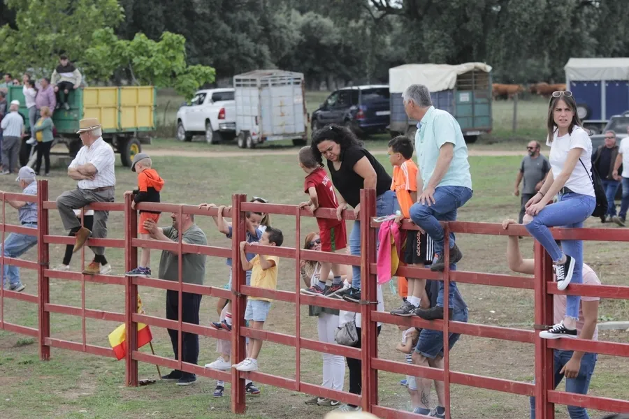 Foto 4 - Un r&aacute;pido y limpio encierro a caballo da paso a una entretenida capea en Campillo de Azaba