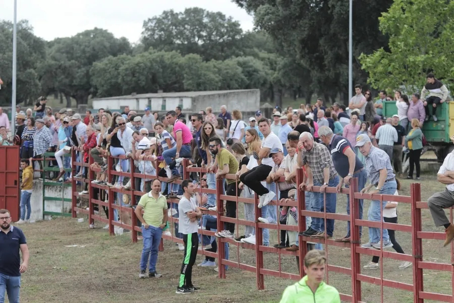 Foto 5 - Un r&aacute;pido y limpio encierro a caballo da paso a una entretenida capea en Campillo de Azaba